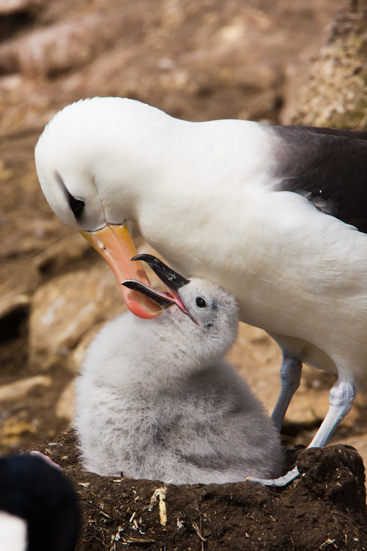 Black-Browed Albatross Preening Chick